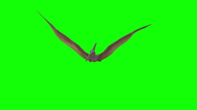 3D pterodactyl dinosaur flying toward camera with flapping wings on green screen chroma key background overlay
