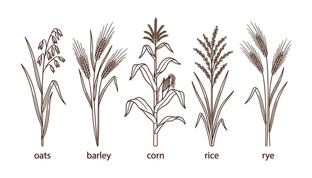 Set of outline vector illustrations of cereal crops including oats barley corn rice and rye with text labels