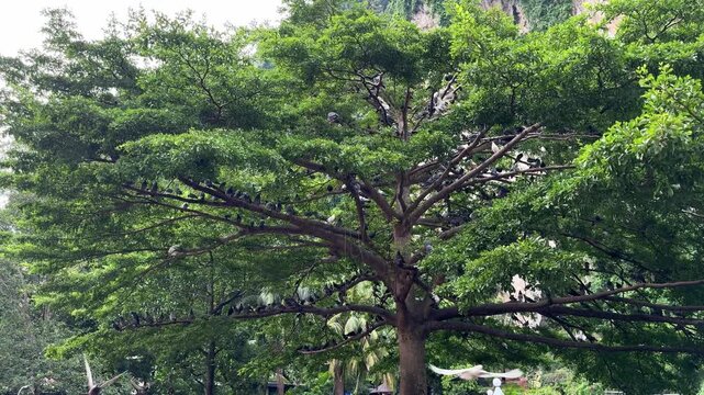 Big tree with many pigeons in Batu Caves, Indian temple near Kuala Lumpur.