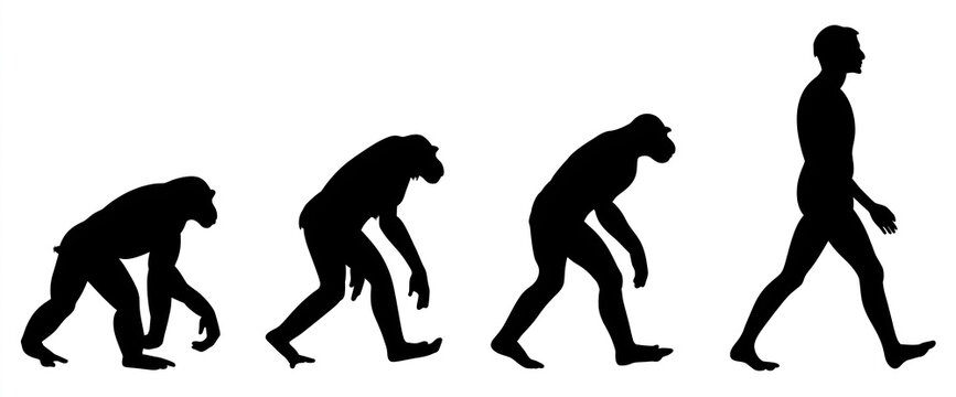 human evolution sequence in solid black silhouettes on clean white backdrop, from crawling primate to erect modern adult walking right, ideal for academic presentations and evolutionary biology poster