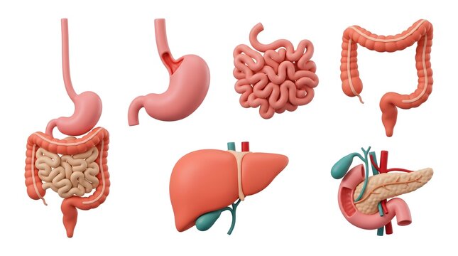 3D stylized human digestive system organs collection with stomach liver and intestines on white
