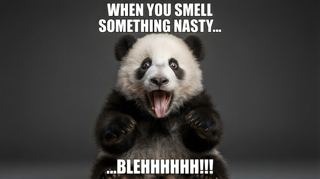Funny panda bear making a silly face with text about smelling something nasty
