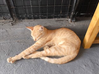 cat in the cage © Aaron