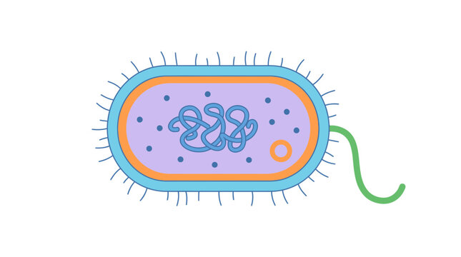Biological prokaryote bacteria cell diagram with genetic material.
