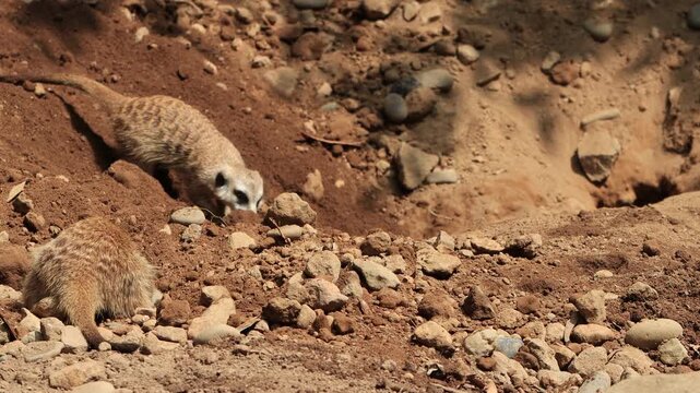 Meerkat​​​​​​​ a species of carnivorous mammal in the family Herpestidae that inhabits the Kalahari desert region and the Namib in Africa