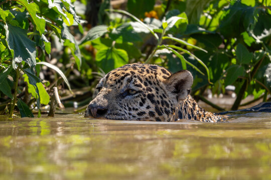 Jaguar - Panthera onca, beautiful large cat from South American forests, Pantanal, Brazil.
