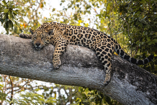 Jaguar - Panthera onca, beautiful large cat from South American forests, Pantanal, Brazil.