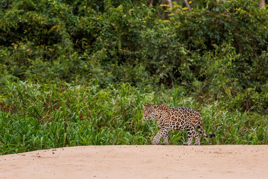 Jaguar - Panthera onca, beautiful large cat from South American forests, Pantanal, Brazil.