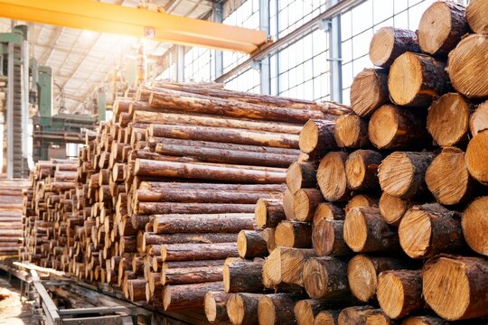 Stacks of Freshly Cut Lumber in a Modern Lumber Industry Warehouse With Bright Sunlight