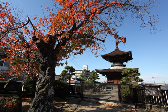 寺院の多宝塔と紅葉した桜　