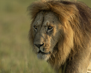 African Lion   Eyes Made for the Night © Rahul