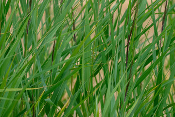 Fototapeta premium Dense Green Common Reeds in a Natural Wetland