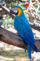 Fototapeta premium Vibrant Blue and Yellow Macaw perched on branch, showcasing stunning blue and yellow plumage. Distinctive facial features clearly visible.