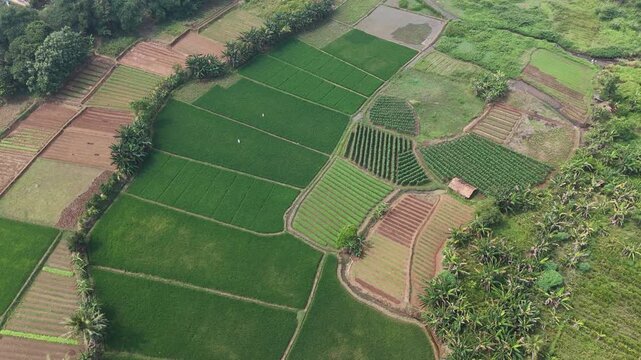 Aerial Patchwork Pattern of Tropical Vegetable and Rice Farm