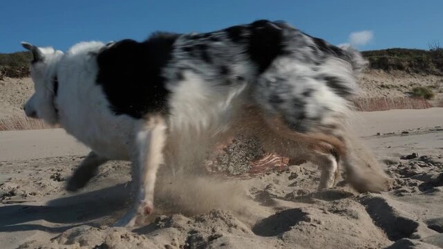 Adorable blue merle border collie running and kicking up sand on a beautiful beach. Energetic pet enjoying a sunny day of outdoor freedom
