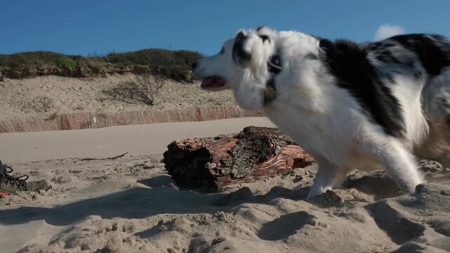 Energetic blue merle border collie jumping over a log while playing on a pet friendly beach. Active and happy purebred dog enjoying a sunny day outdoors