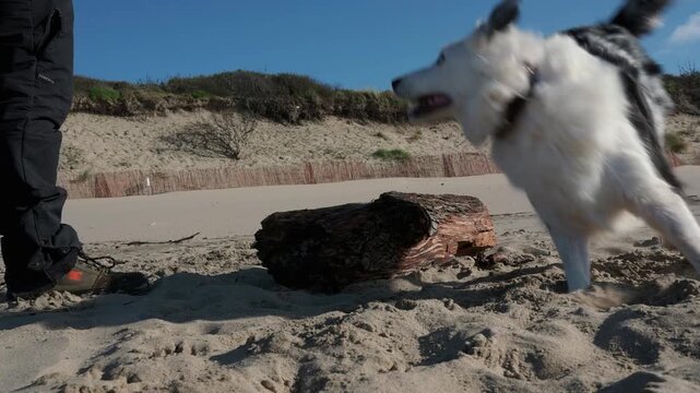 Energetic blue merle border collie enthusiastically playing on a sandy beach. Slow motion shot of the happy pet jumping over a large wooden log