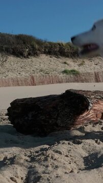 Slow motion of a blue merle border collie dog with blue eyes jumping over a log on a sandy beach. The happy animal is playing freely outdoors