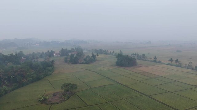 Lush Green Rice Paddy Fields in Morning Mist Aerial View