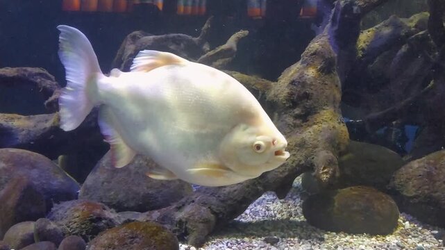 Footage close-up recording of large white pacu swimming calm in aquarium