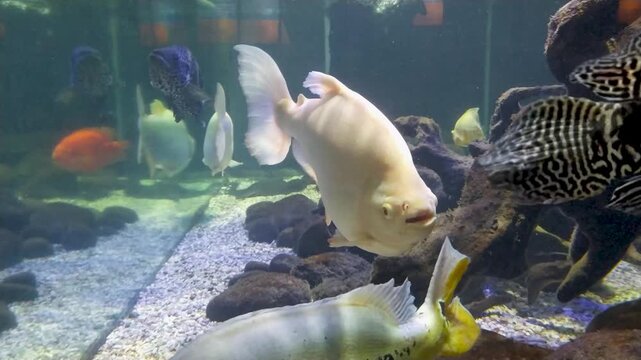 Footage close-up recording of big albino pomfret swimming leisurely in an aquarium