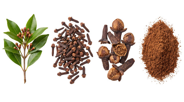 Fresh clove branch whole cloves and ground clove powder isolated on transparent background