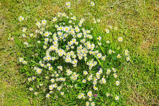 mowed lawn in the garden with a group of blooming daisy flowers