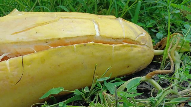 Overripe Yellow Oriental Melon Splitting On Vine In Agricultural Field Close Up