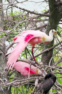 Pink pair spoonbill and sleepy cormorant 