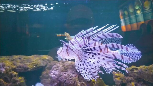 Footage of a lionfish swimming in a zoo aquarium