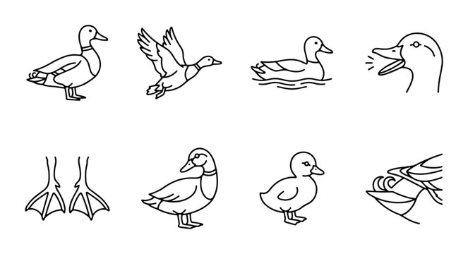 8 Duck linear icon set waterfowl, bird, animal, UI and web interface design