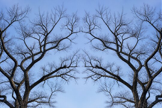 Leafless tree branches reaching upward against clear sky