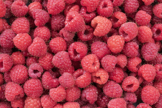 Fresh ripe raspberries photographed close up as a natural food background. Detailed texture of juicy berries representing healthy eating and summer harvest.