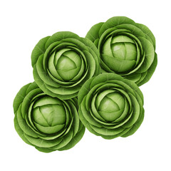 Obraz premium Fresh green cabbage heads viewed from above showing organic leafy vegetable layers on transparent background