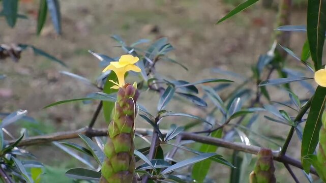 A close-up horizontal fixed shot of a yellow Barleria lupulina flower blooming atop its cylindrical spike. The traditional medicinal herb grows on a woody branch.