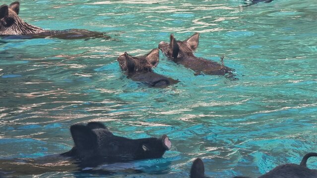 pigs wild in atokos island in the sea  greece