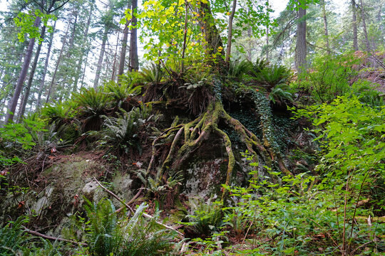K&uuml;stenregenwald