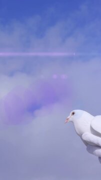 Animation of light spots and clouds over pigeon in hands