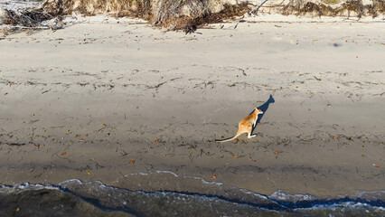 Aerial View of a Wild Kangaroo Standing on a Sandy Beach © blueringmedia