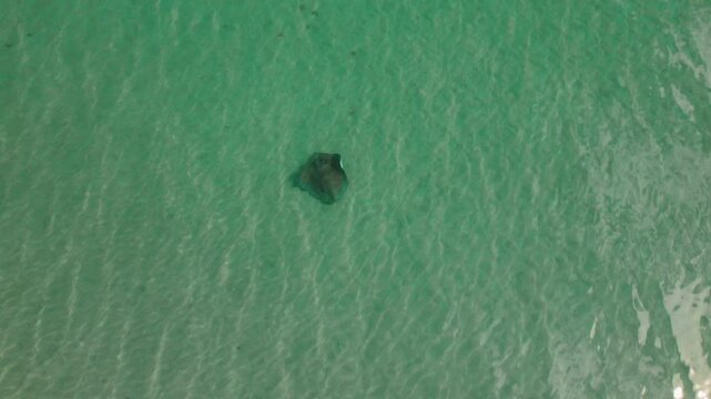 Top view of stingray gliding in shallow clear turquoise water under bright sunlight