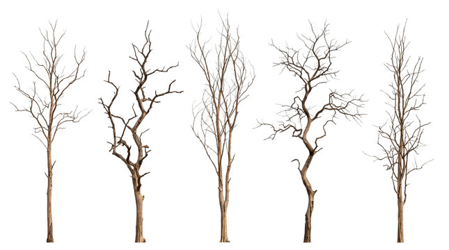 Bare winter trees, a collection of five leafless deciduous trees, natural brown branches, dry wood textures, seasonal plant elements for landscape design and architectural visualization isolated