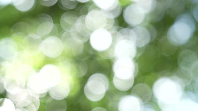 Beautiful spring nature with blurry sunlight shining trough the forest trees, Low view Defocused blurred of green and yellow bokeh with warm light moving with the wind.Real time full 4k video footage.
