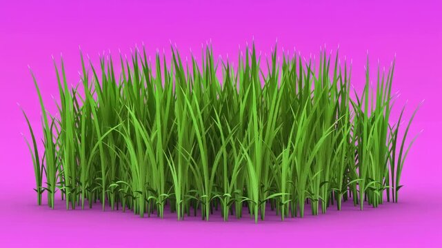 Lush green grass tufts swaying gently in soft studio lighting against a vibrant magenta backdrop