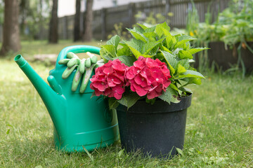 Red hydrangea flower in a pot with a green watering can and gardening gloves on the grass outdoors, concept of home gardening, nature, and spring renewal. © Inese