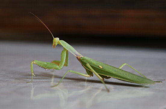 Mantis religiosa closeup on floor. .