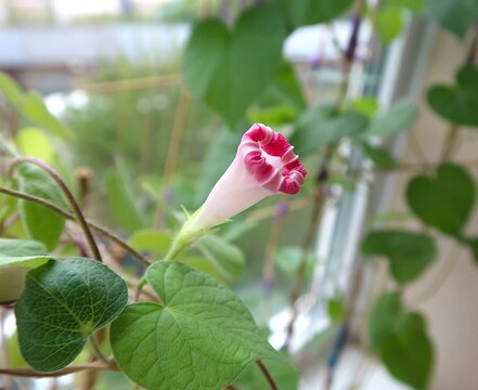 pink purple morning glory ipomoea bindweed plant vine 
