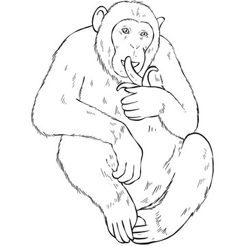 Png vintage hand drawn monkey cartoon clipart black and white