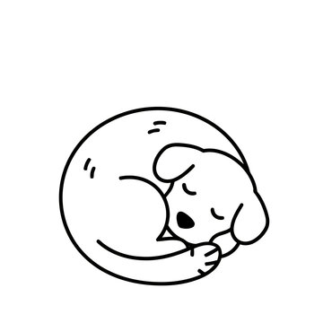 Sleeping dog curled up in a circle