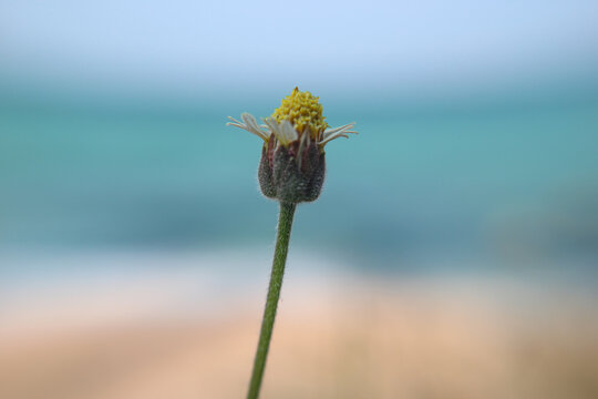 Close up of a single wild tridax flower blooming on a blurred tropical beach, capturing mindful summer serenity for natural wellness backgrounds and eco cosmetic ad campaigns.