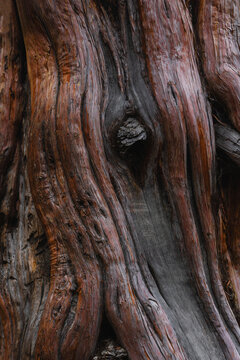 Aged natural tree wood texture pattern 